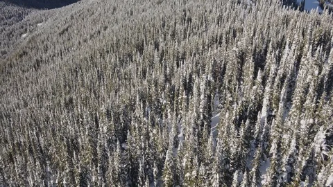 Drone shot of conifer trees covered in snow during sunny day, Red Mountain Stock Footage 121588003