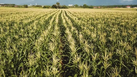 Drone shot of corn field Stock Footage 106929078