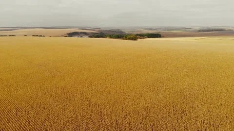 Drone shot of a corn field Stock Footage 180909660