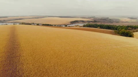 Drone shot of a corn field Stock Footage 180911154