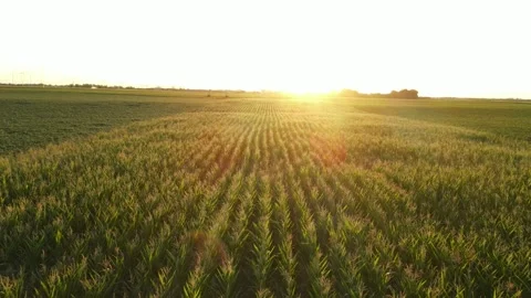 Drone shot of a corn field. Stock Footage 265423576