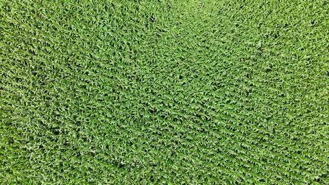 Drone shot of corn field Stock Footage 316816786