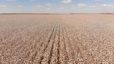 Drone shot of cotton crops Stock Footage 111403129