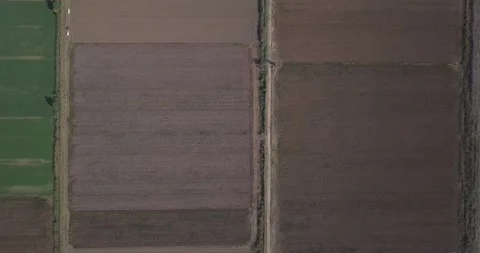 Drone shot of a cotton field, camera looking down and pulling back Stock Footage 258355792