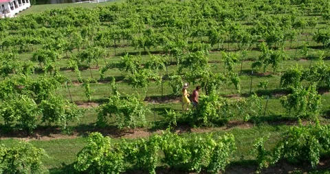 Drone Shot, Couple in Vineyard, Wine Country Video stock 98882953
