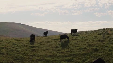 Drone Shot of Cows Chewing Grass on Scenic Hill Stock Footage 275561730