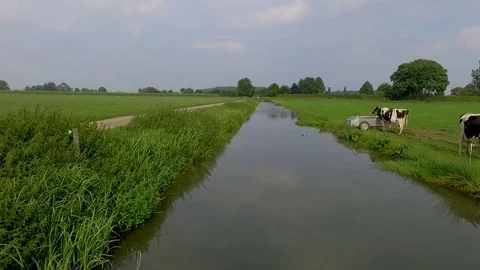 Drone shot of cows drinking from a ditch in holland Stock Footage 79663486