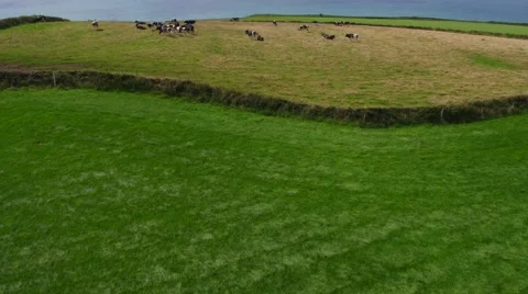 Drone Shot: Cows in Field by Coast Stockbeeldmateriaal 69073984
