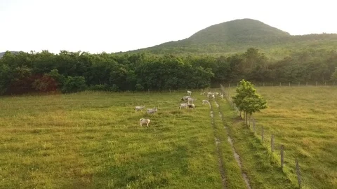 A drone shot of cows on a field Stock Footage 115926772