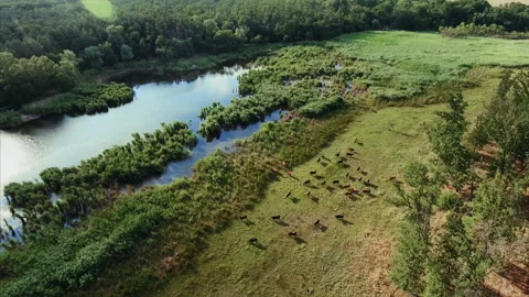Drone shot of  cows graze in the meadow Stock-Footage 163322000