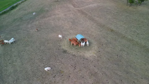 Drone shot of cows grazing Stock Footage 245706719