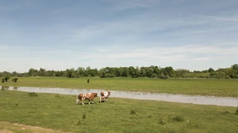 Drone shot of cows walking through a green field towards a pond. Stock-Footage 335515107