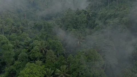 Drone shot of the crowns of palm trees are buried in the clouds Видео 112737214