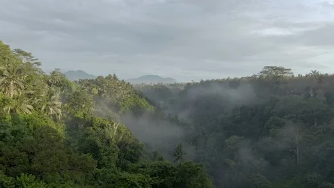 Drone shot of the crowns of palm trees are buried in the clouds Stock Footage 112737285