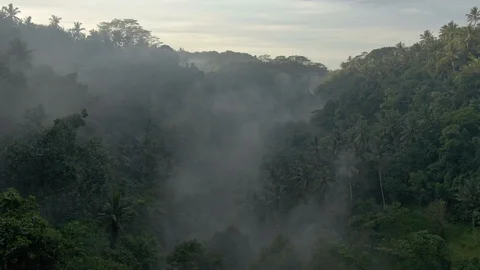 Drone shot of the crowns of palm trees are buried in the clouds Stock Footage 112737551
