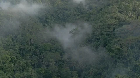 Drone shot of the crowns of palm trees are buried in the clouds Stock Footage 112737621