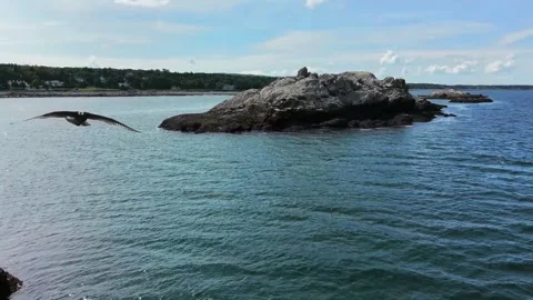 Drone shot of a curious seagull flying closely above rocks along the coast 스톡 동영상 345435043