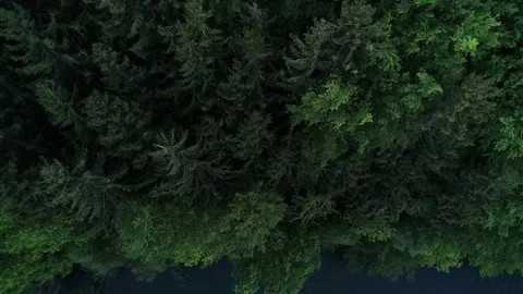 Drone shot of a dark forest and a lake in Germany Stock Footage 132727848