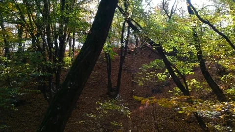 A drone shot of a dark forest Stock Footage 99007503