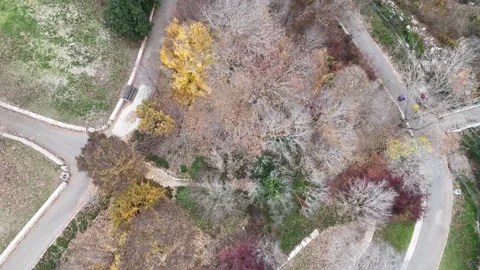 Drone shot of a dense forest filled with trees in various shades of green Stock Footage 295504588
