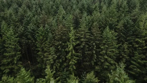 Drone Shot of Dense Forest Outside of Ballycastle Stock Footage 274825911