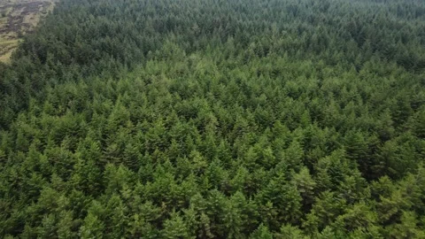 Drone Shot of Dense Forest Outside of Ballycastle Stock Footage 274825956
