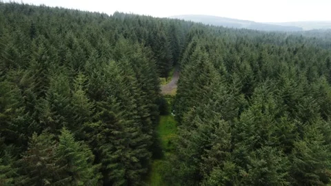 Drone Shot of Dense Forest Outside of Ballycastle Stock Footage 274825998