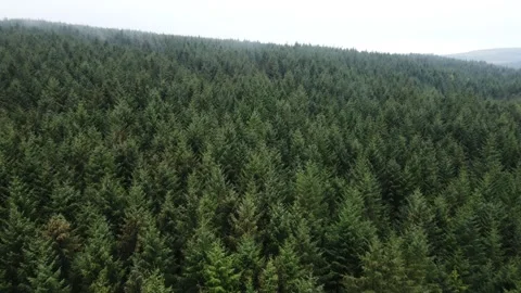 Drone Shot of Dense Forest Outside of Ballycastle Stock Footage 274825999