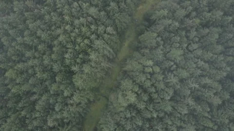 Drone Shot of Dense Forest Outside of Ballycastle Stock Footage 274826083