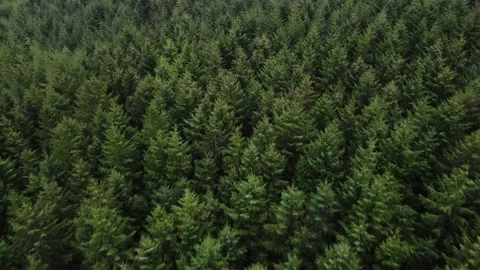 Drone Shot of Dense Forest Outside of Ballycastle Stock Footage 274826136
