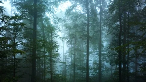 Drone shot of dense forest trees during foggy weather Stock Footage 120434669