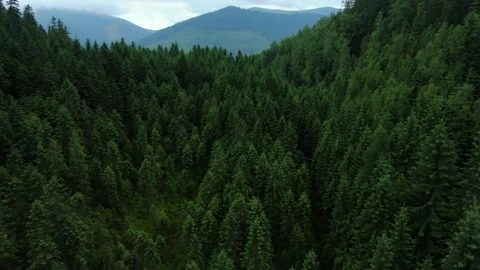 Drone shot of the dense green forest and mountains. Carpathian mountains. Gor Stock Footage 168747976