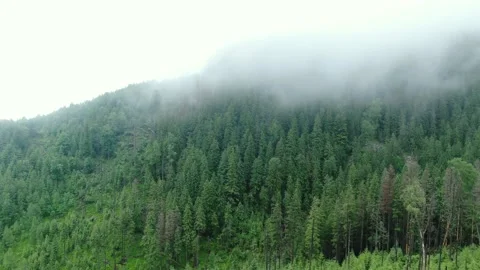 Drone shot of the dense green forest and mountains. Carpathian mountains. Gor Stock Footage 168747981