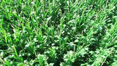 Drone shot of dense maize plants in farm The Concept of Growth Vídeo Stock 327752677
