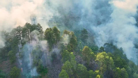 Drone shot of destructive wildfire burning pine trees in Jammu India. Stock Footage 337614756