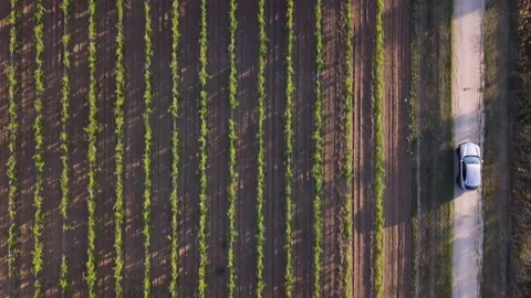 Drone shot directly above of a car cruising through beautiful vineyards in Vr Stock Footage 165991830