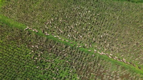 Drone shot of ducks walking in line through rice fields, Bali, Indonesia Stock Footage 324035660