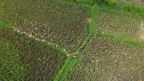 Drone shot of ducks walking in line through rice fields, Bali, Indonesia Stock Footage 324035678