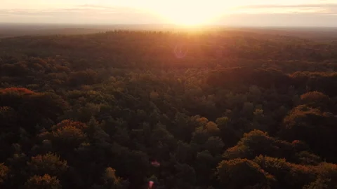 Drone shot during sunrise of a forest in autumn colours. Stock Footage 183360750