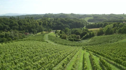 Drone Shot Of Ecological Vineyard Stock Footage 136095054