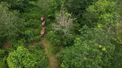 Drone shot of elephants Stock Footage 203743824
