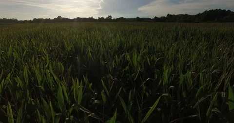 Drone Shot Empty Field 스톡 동영상 128532286