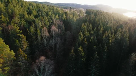 Drone shot of epic dense forest in Scandinavia Stock Footage 268842471