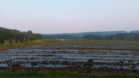 Drone shot of farm with irrigation method for flooded crops, efficient Stock Footage 302261652