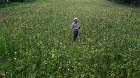 Drone shot of farmer inspecting hemp field Stock Footage 158734197