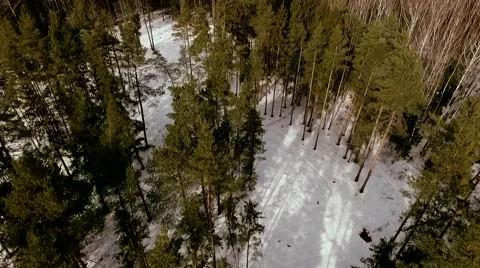 Drone shot. Fast fly over the young forest Stock Footage 61387001