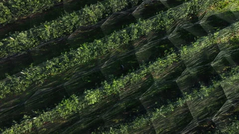 Drone shot of a field of apple trees by a net Stock Footage 294176936