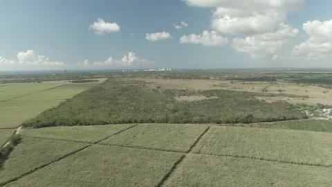 Drone Shot of Fields and Trees in Dominican Republic Stock Footage 230689533