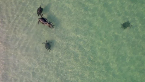 Drone Shot of Five Green and Loggerhead Turtles Swimming and Courting Near Shore Stock Footage 324900071