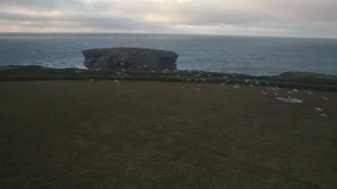Drone Shot, Flock of Birds Flying Above Grassland and Kilkee Cliffs, Scenic Stock Footage 346056786